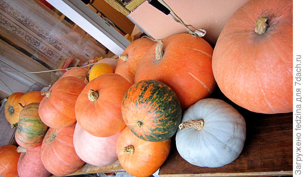 Тыковки на балконе готовы к зимовке: