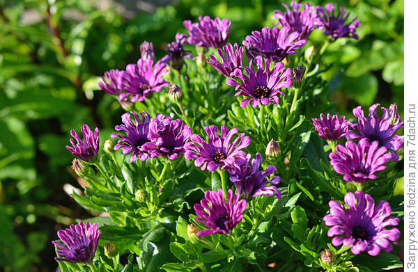 Остеопермики 19 года