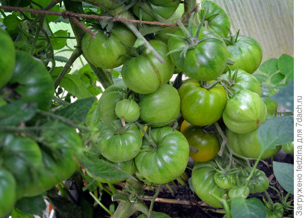 Ирландский ликер. И так до верха