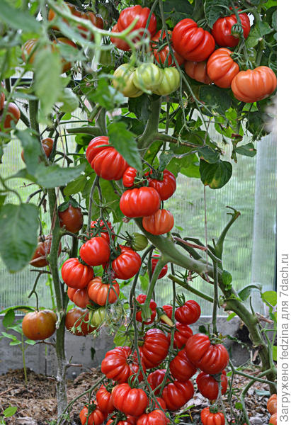 Тлаколула де Матаморос