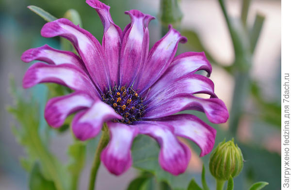 Остики 2019 года