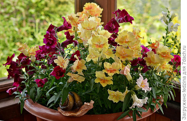 Махровый львиный зев