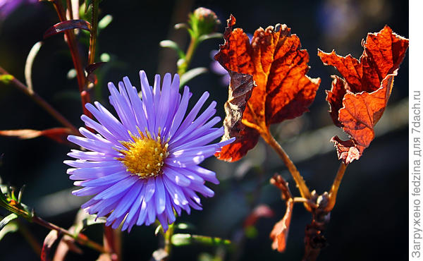 Солнечная осень