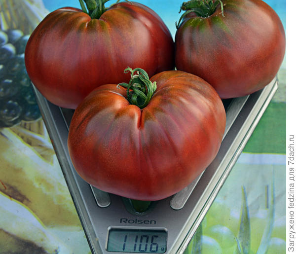 Чёрное бычье сердечко