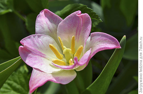 Весеннего настроения!