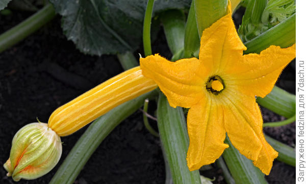 Полосатое солнышко