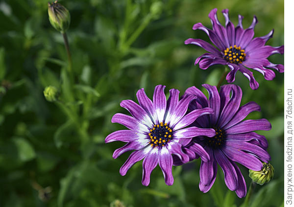 остеоспермум