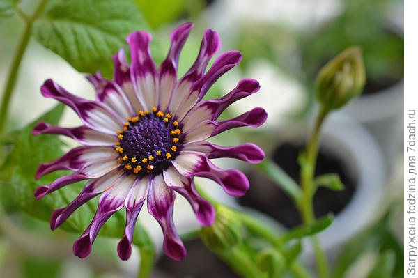 остеоспермум ложечный