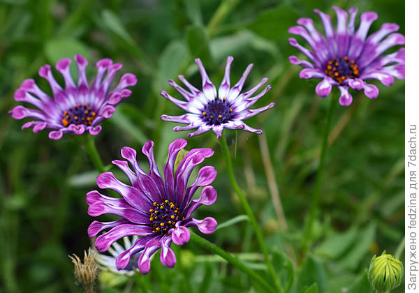 остеоспермум ложечный