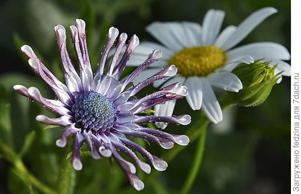 Остик с ромашкой
