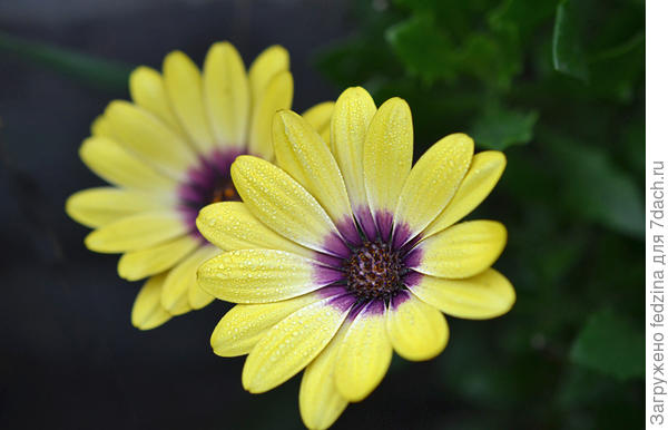 остеоспермум