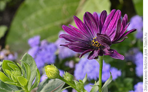 остеоспермум