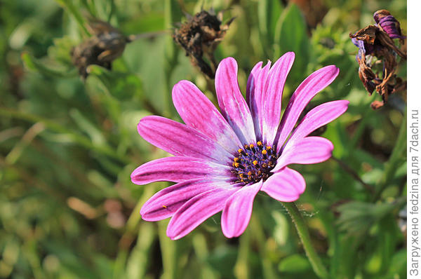 остеоспермум