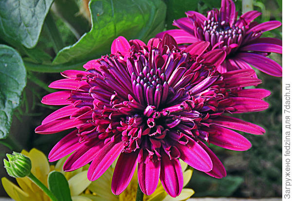 Flower Power 3D Purple