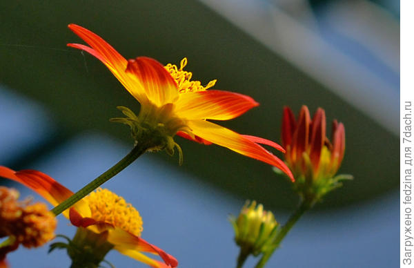 Ампельный Бледанс