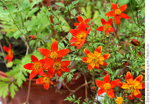 Ампельный Бледанс