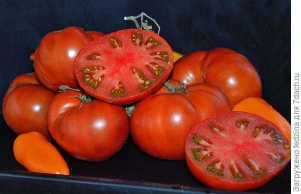 Красное Дерево