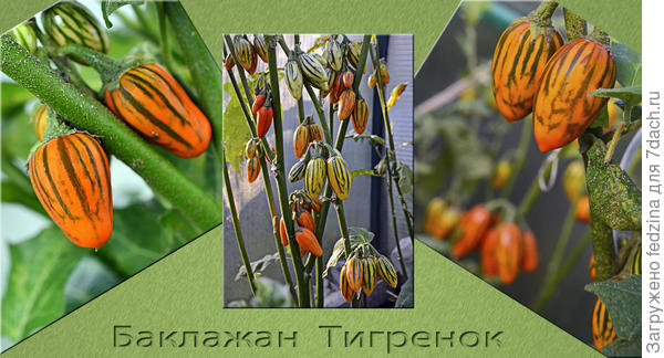 Баклажан «Тигрёнок»