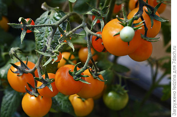 Нижегородский Кудяблик