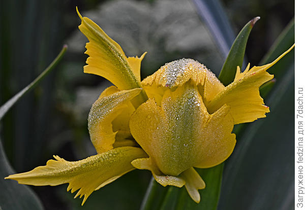 Жёлтый паук готов к роспуску