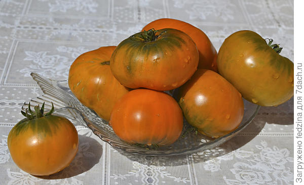 Гном &quot;Улула Охра&quot;