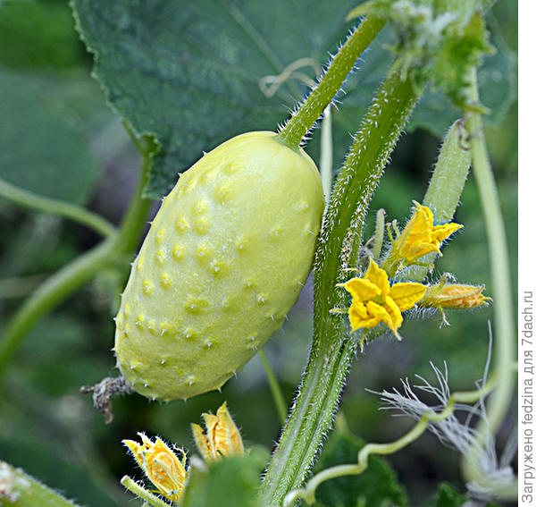 Огурец «Белый ангел»