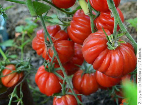 Тлаколула де матаморос