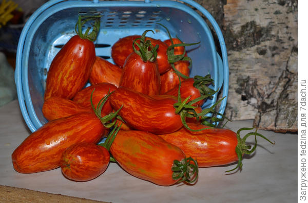 Безумие Касади (Casady’s Folly)