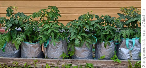 Томаты в сумках