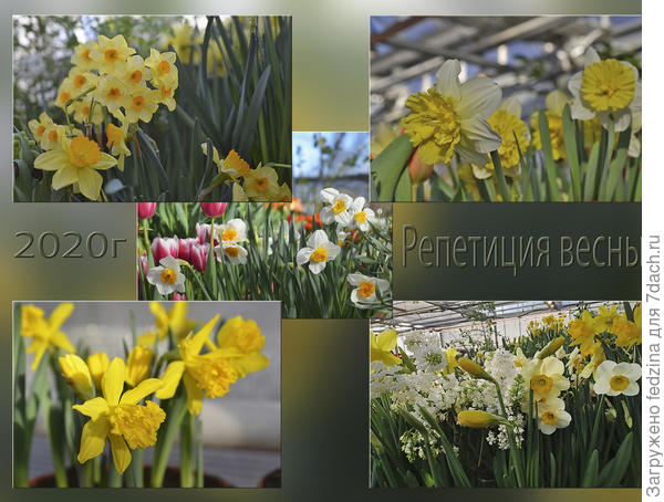 Нарциссы