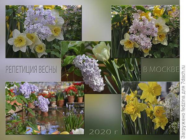 Сирень