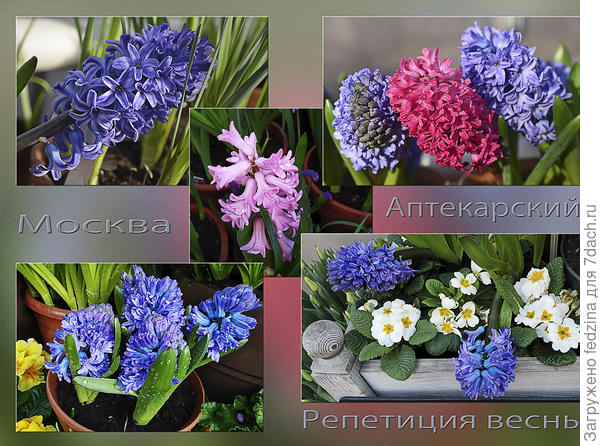 Гиацинты