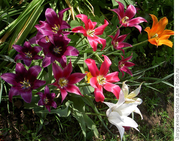 Лилиецветные в одном ящике