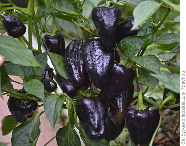 Чёрный конь