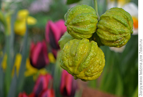 апельсинчик с выставки: