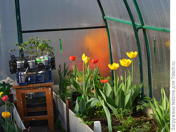 Сорняки в теплице