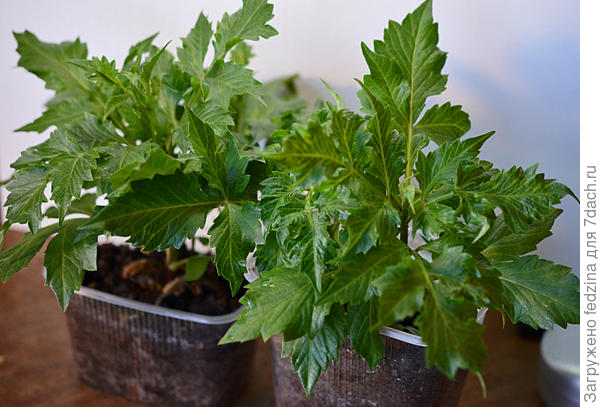 Рассада георгин серии Геллери