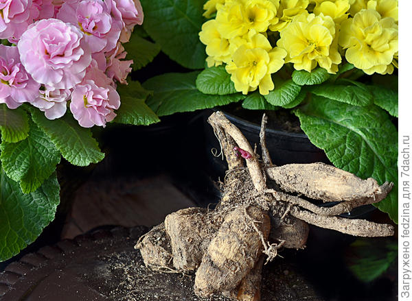 Клубень георгина