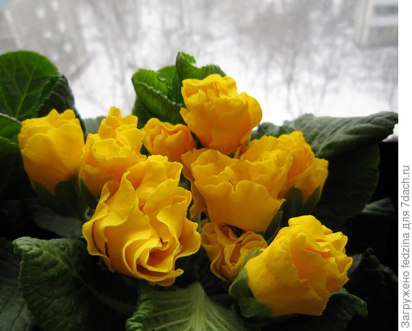 Солнышки на окошке