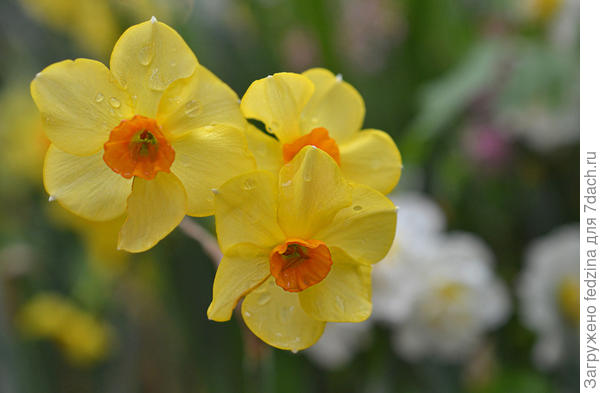 Всем весеннего настроения!