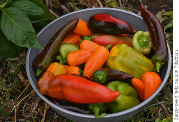 Оранжевый Апельсин