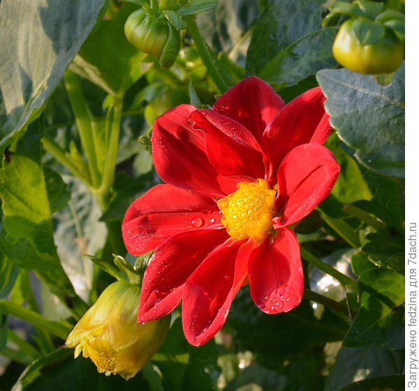 Второй год однолетней георгинки