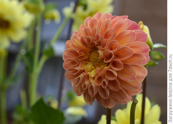 Однолетняя помпонная георгинка