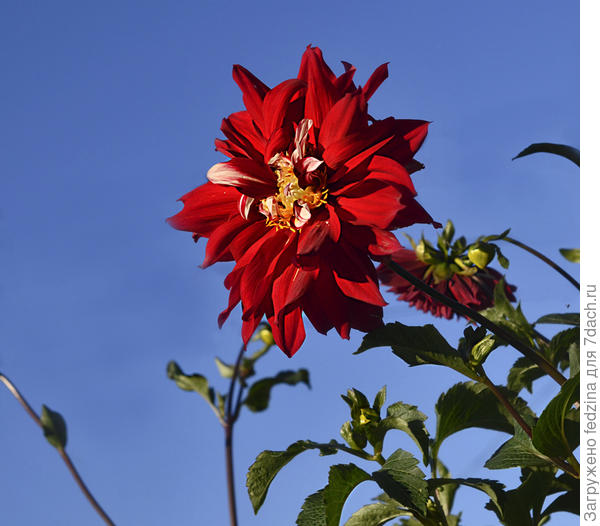 Однолетний из пакетика