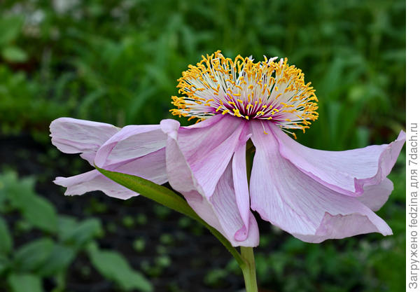 Пушистая головушка