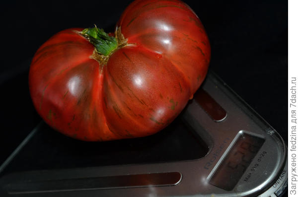 Dwarf Tennessee Suited на весах