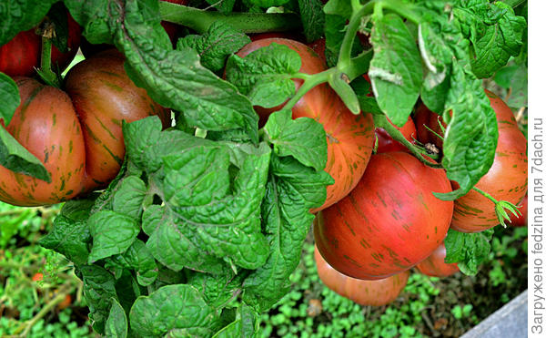 Второй урожай Dwarf Tennessee Suited