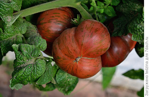 Dwarf Tennessee Suited