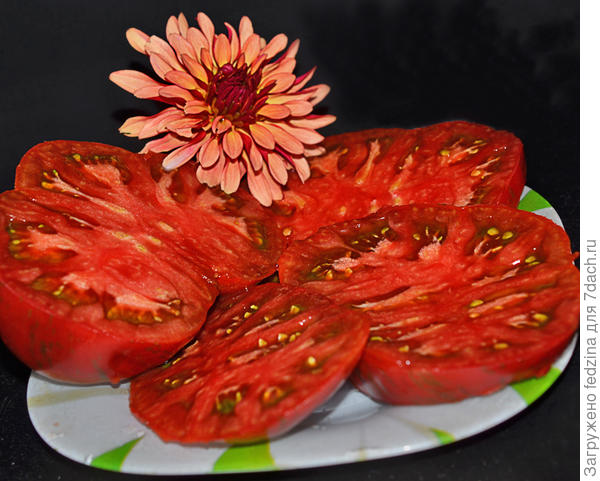 Dwarf Tennessee Suited - вкусный