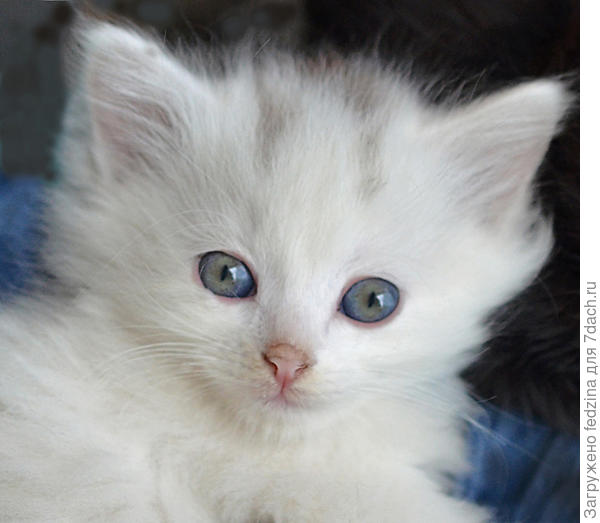 Белоснежка